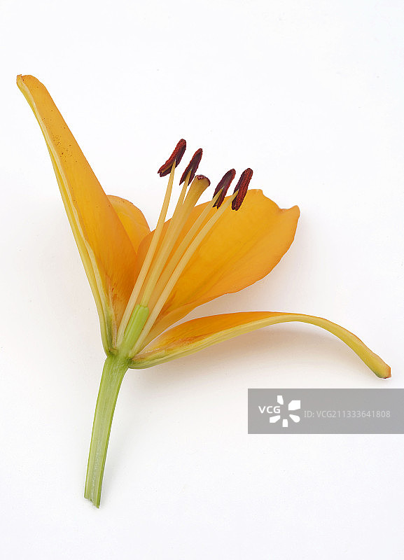 百合花纵切面图片素材