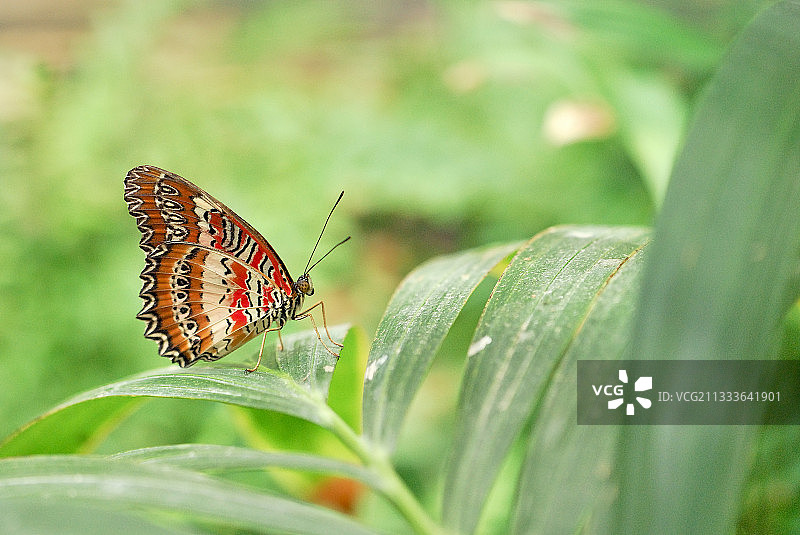 停留在纸上的蝴蝶，法国图片素材