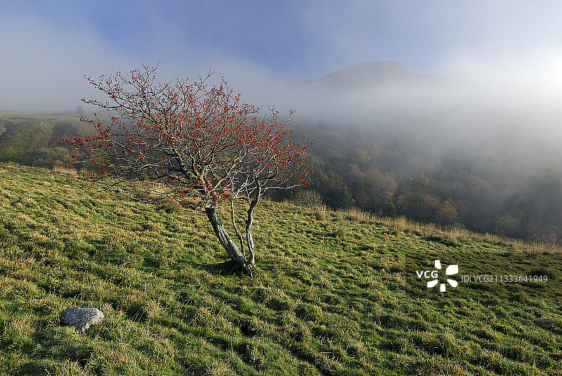 法国奥弗涅欧洲花楸的果实图片素材