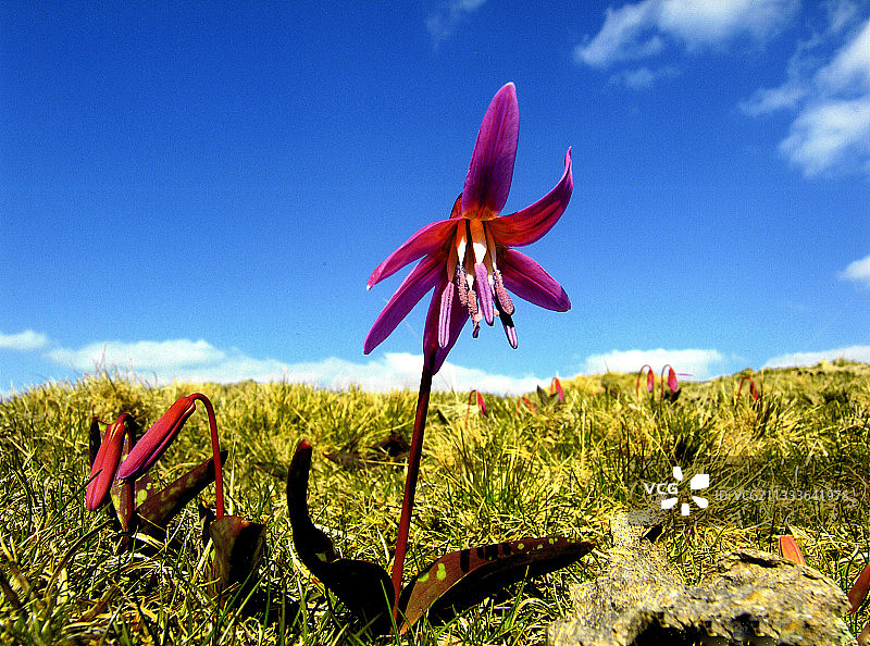 法国奥布拉克盛开的齿瓣延胡索图片素材
