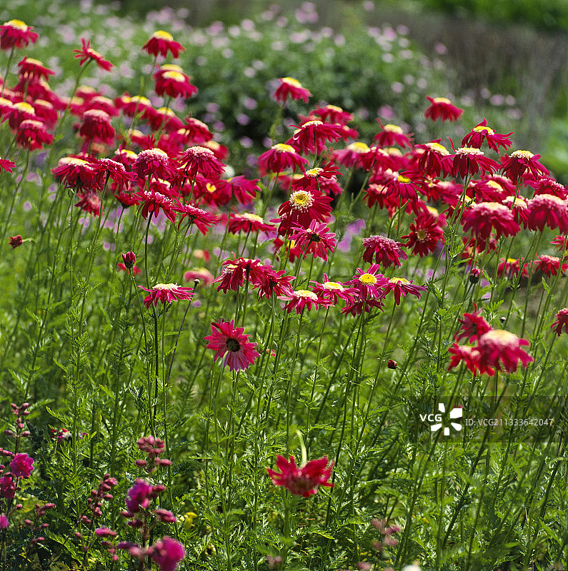 红花除虫菊图片素材