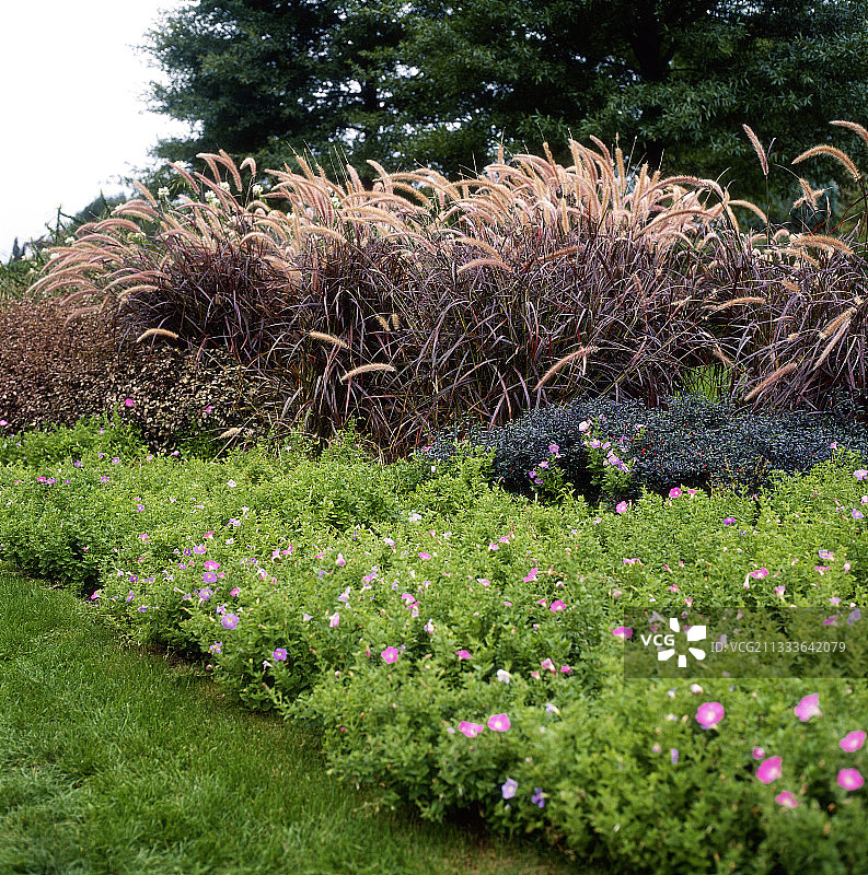 狼尾草、黑王子辣椒、矮牵牛、假叶树图片素材