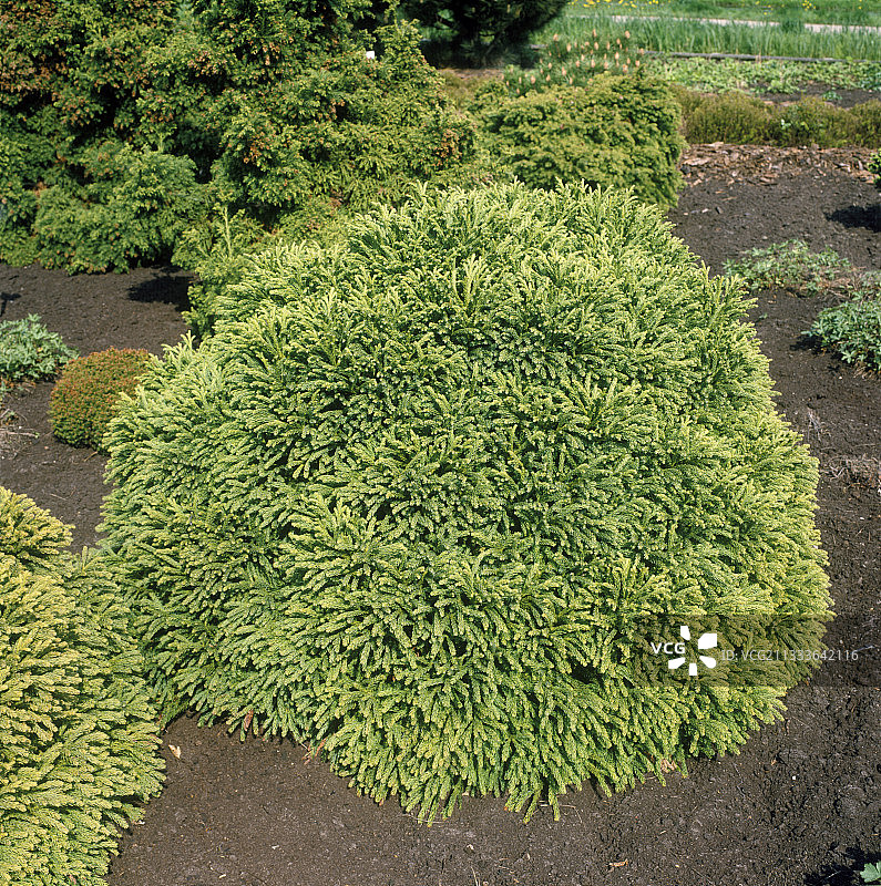 日本柳杉globosa nana图片素材