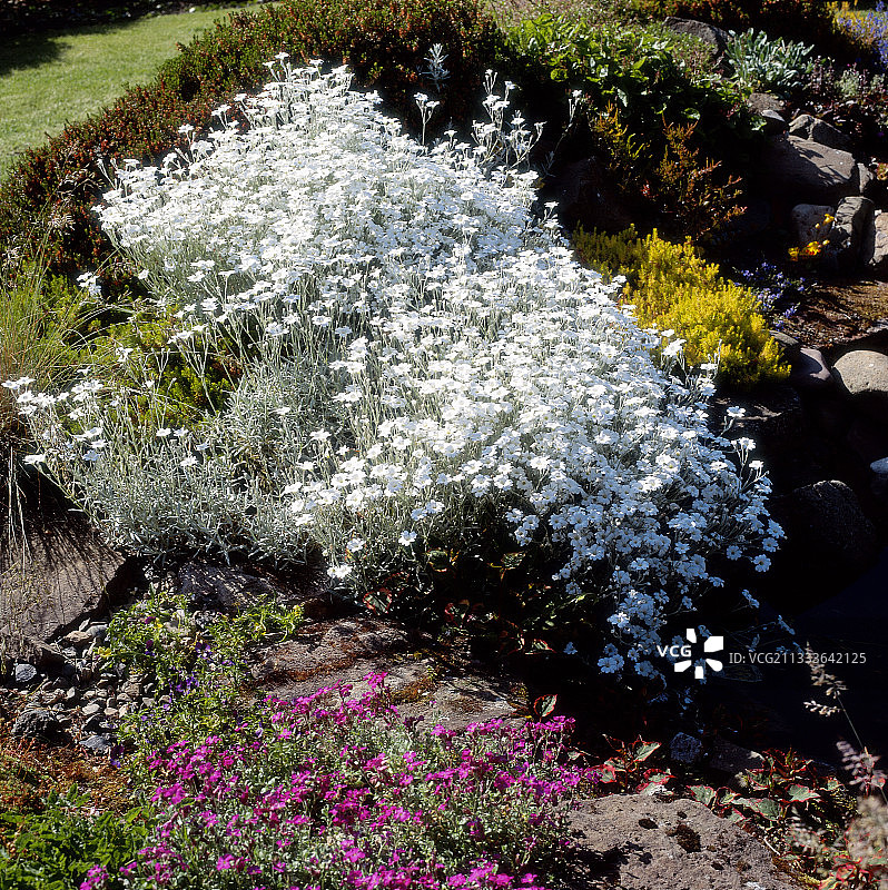 硅藻生长在岩石花园图片素材