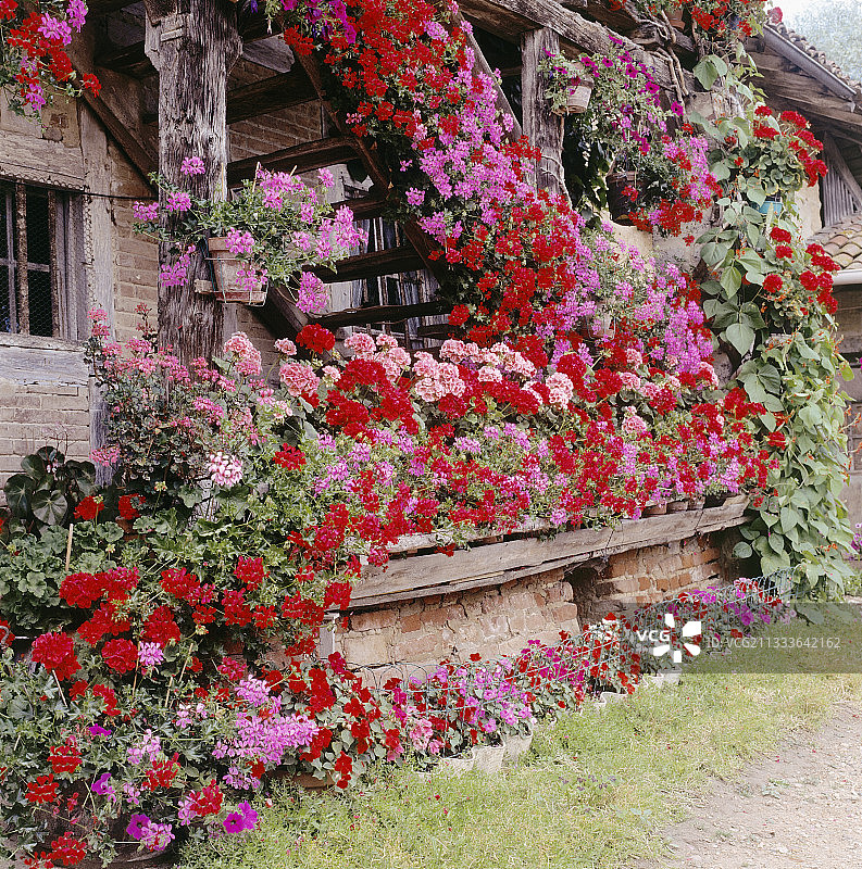 法式农舍夏季的木制花箱，包含天竺葵、菜豆、矮牵牛图片素材