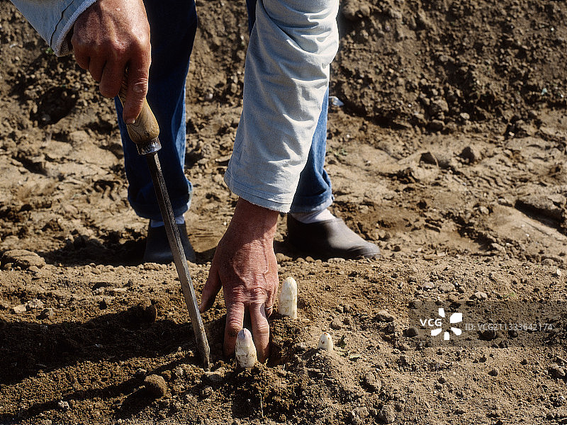 人工种植的芦笋图片素材