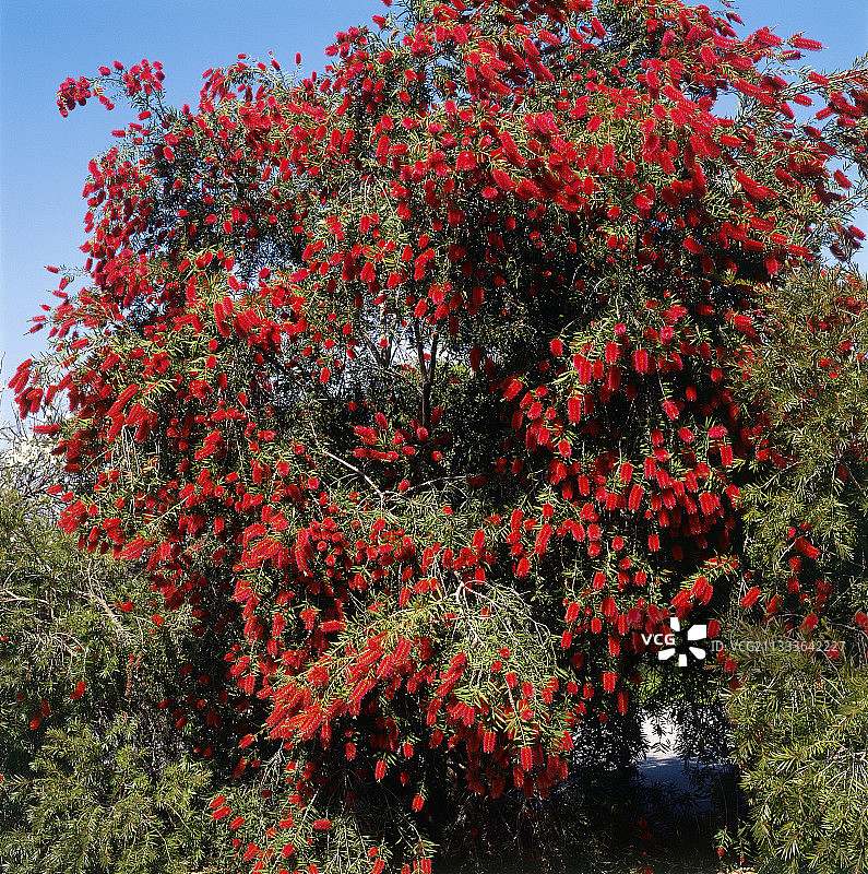 盛开的红千层树，六月图片素材