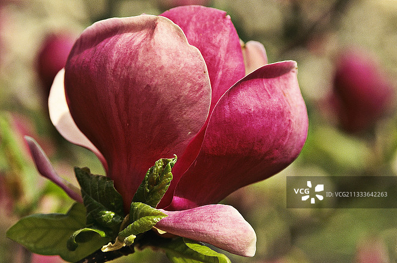 木兰，四月图片素材