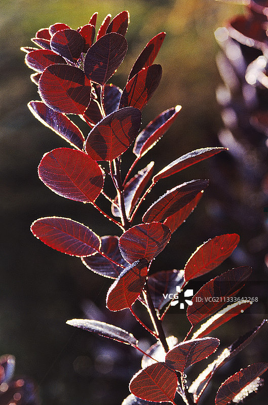 紫色黄栌秋景图片素材