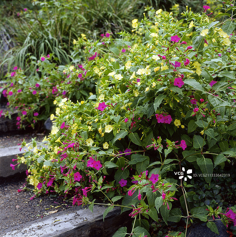 紫茉莉花图片素材