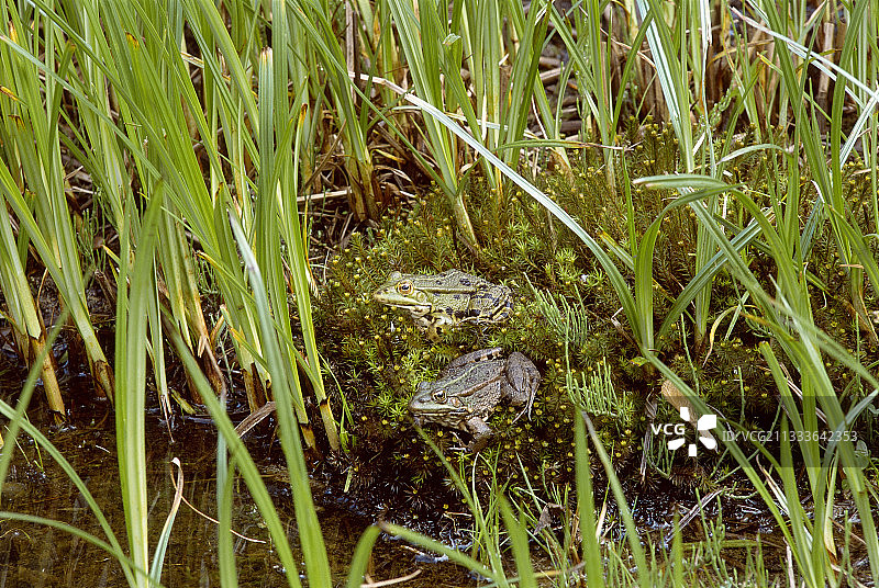 池塘里被水生植物包围的花园青蛙图片素材