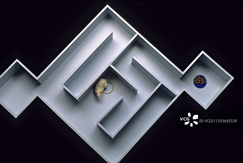 在迷宫中旋转的实验鼠图片素材