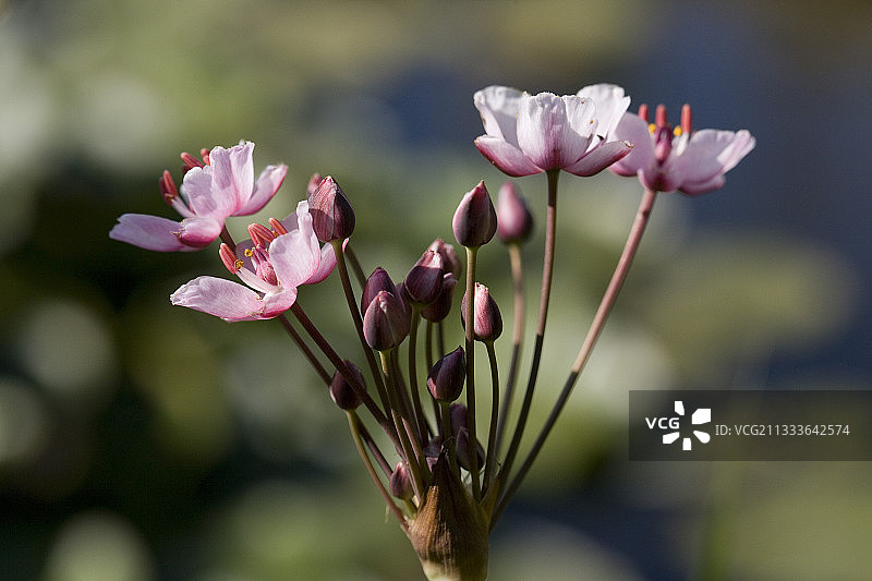 法国盛开的菖蒲图片素材