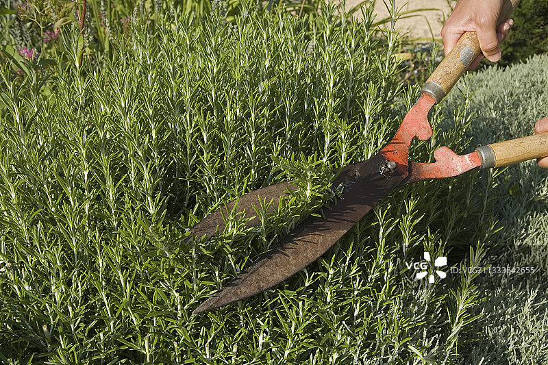 六月里切迷迭香图片素材