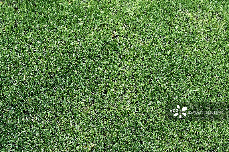 泥炭特写图片素材