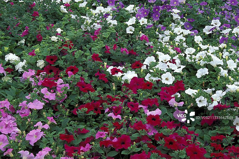 矮牵牛图片素材