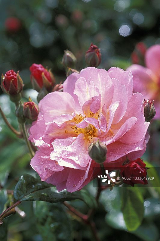 麝香蔷薇图片素材