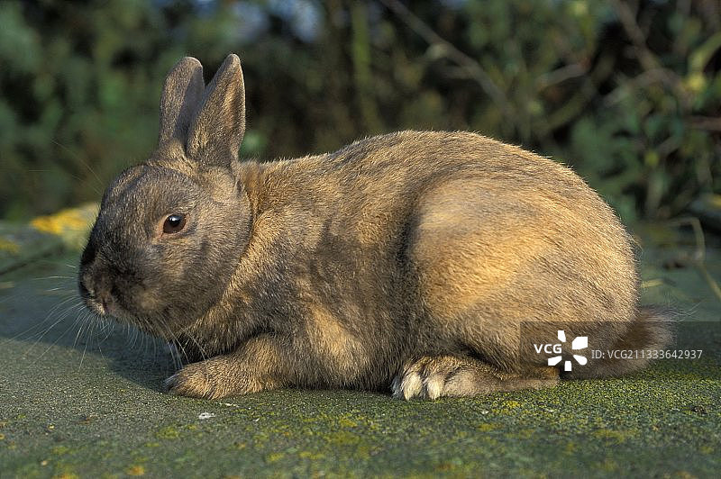在法国草地上的侏儒兔图片素材