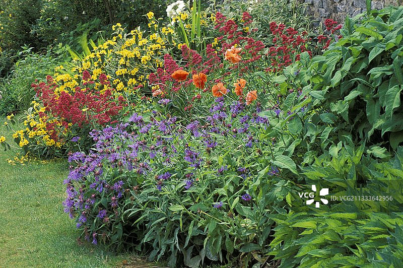 多年生植物镶边图片素材