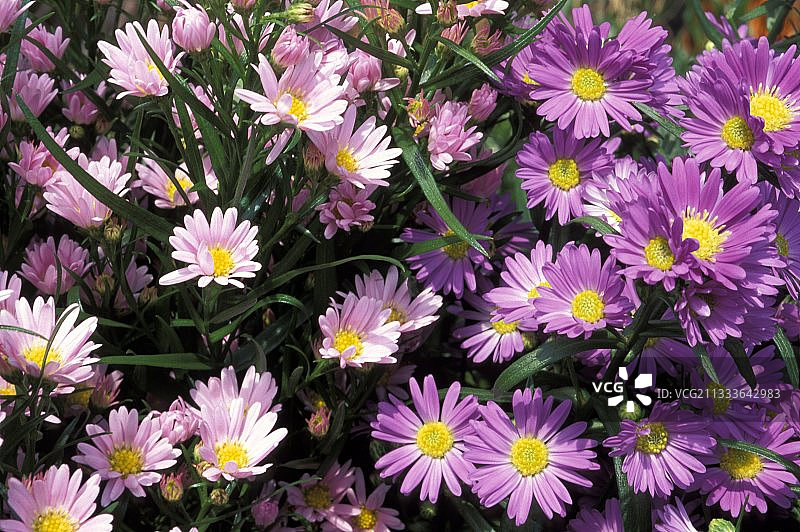 混合紫菀花图片素材