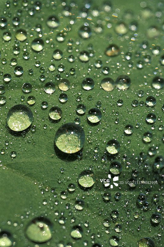叶子上的露珠或雨水图片素材