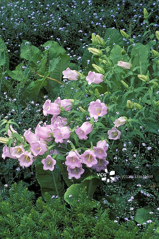 风铃草图片素材