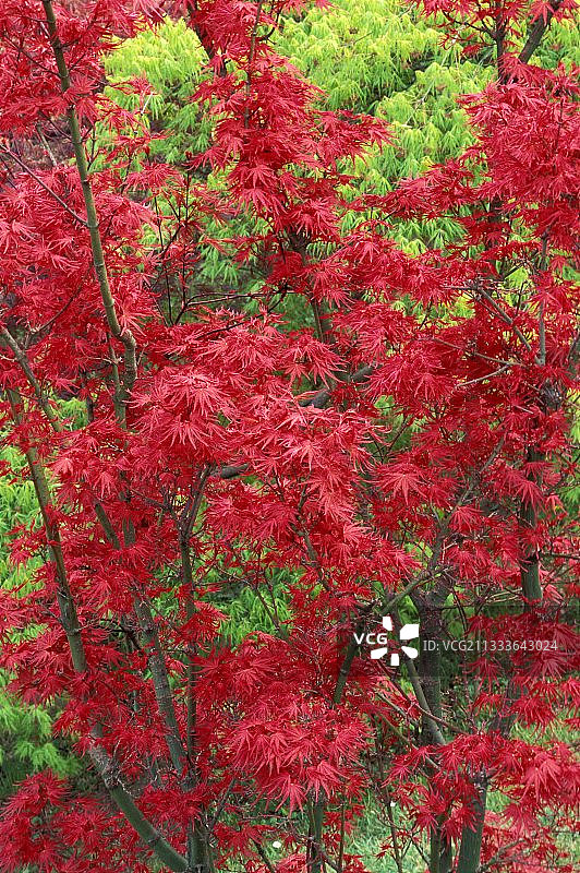 麦克伊臣上尉枫树图片素材