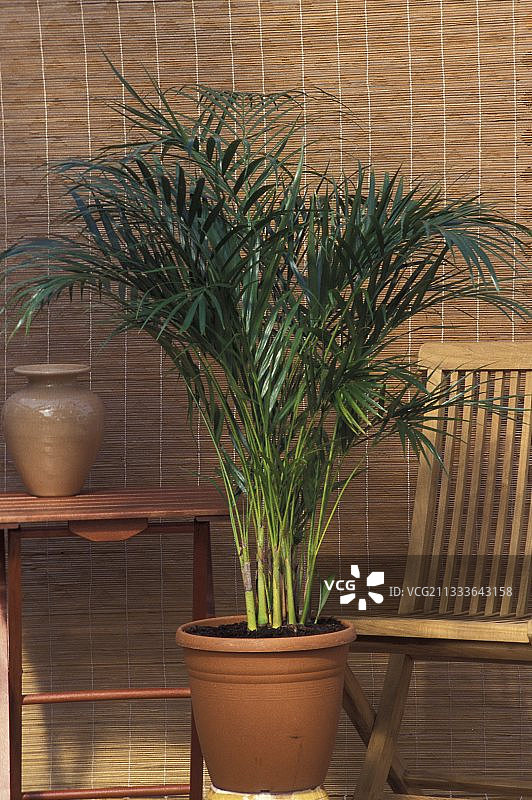 室内棕榈树图片素材
