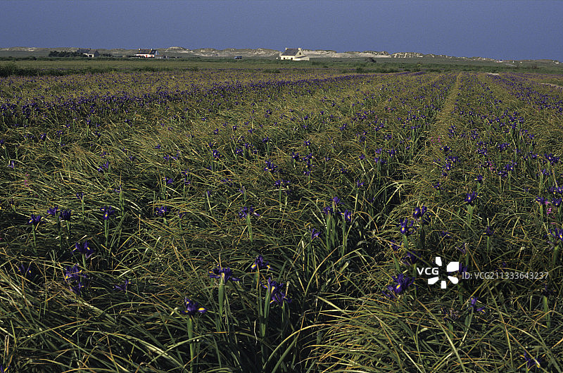 法国奥迪耶纳海湾的球茎植物栽培图片素材