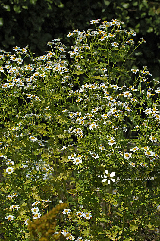 花园里盛开的黄色洋甘菊图片素材