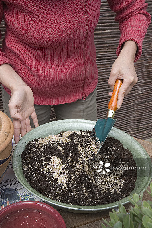五月移植景天图片素材
