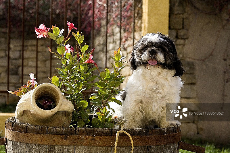 花盆上的小狗肖像图片素材