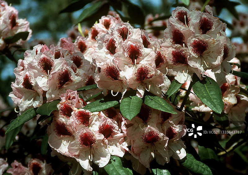 瓦朗日维尔滨海穆捷公园图片素材