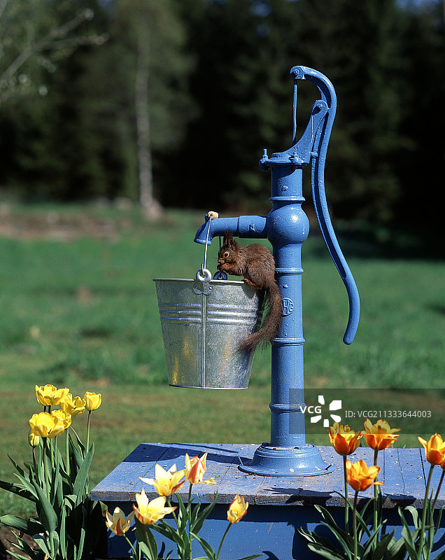水泵旁水桶上的欧亚红松鼠图片素材