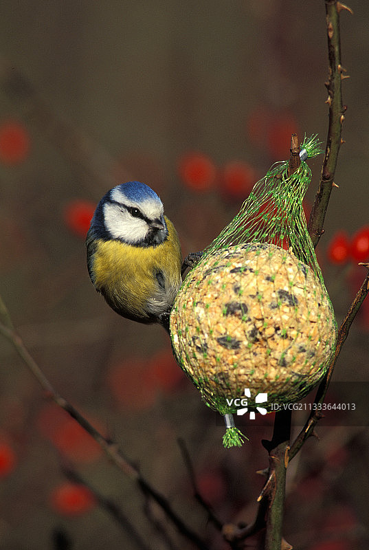 冬季法国：蓝山雀在种子球上图片素材