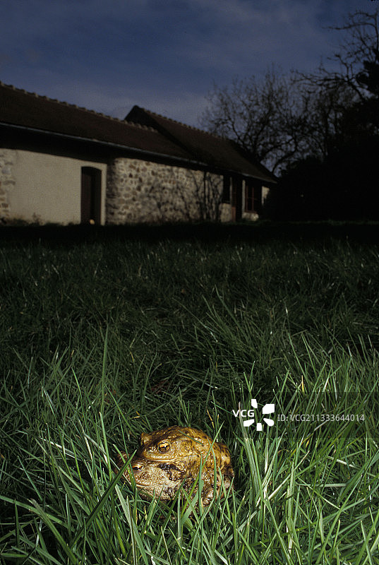欧洲蟾蜍在花园黄昏时交配（法国）图片素材