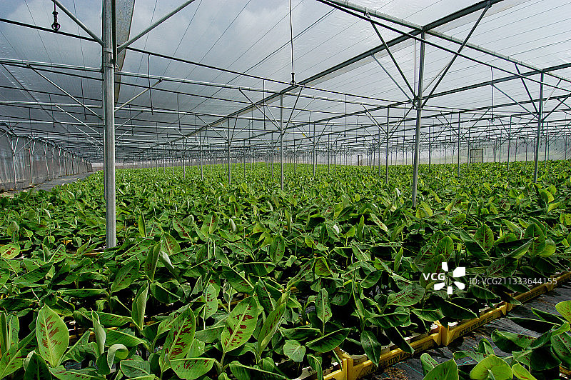 准备种植的香蕉树试管苗，马提尼克岛图片素材