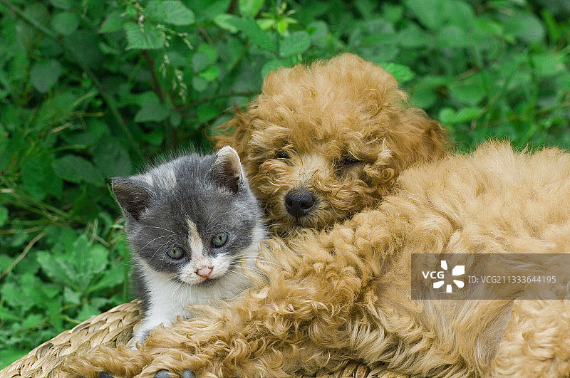 贵宾犬幼犬和小猫一起休息图片素材