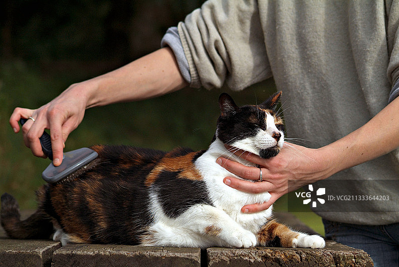 在法国上诺曼底被刷毛的三色母猫图片素材