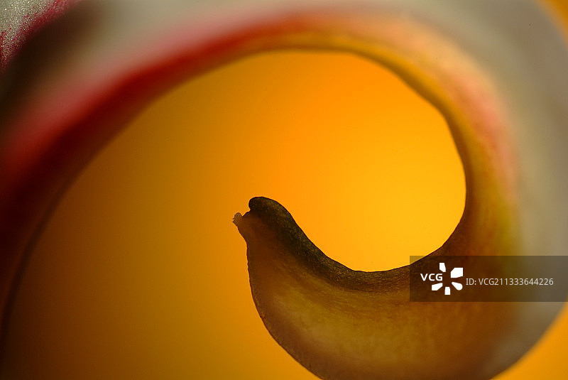 星象家百合花瓣细节图片素材