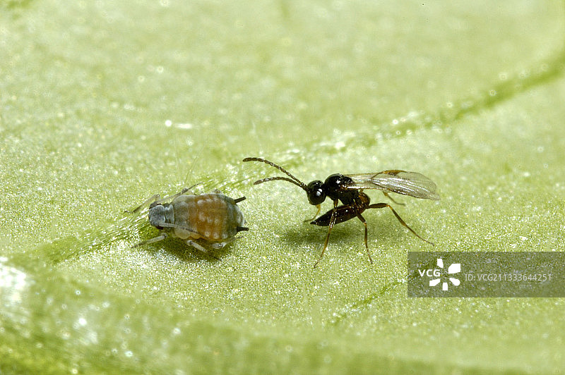 蚜虫寄生蜂在瓜蚜体内产卵图片素材