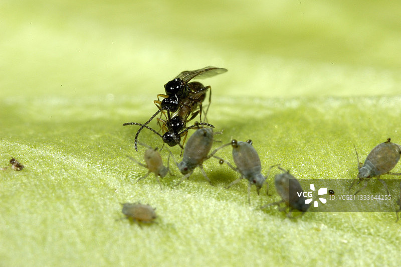 蚜茧蜂在甜瓜蚜虫附近交配，法国图片素材