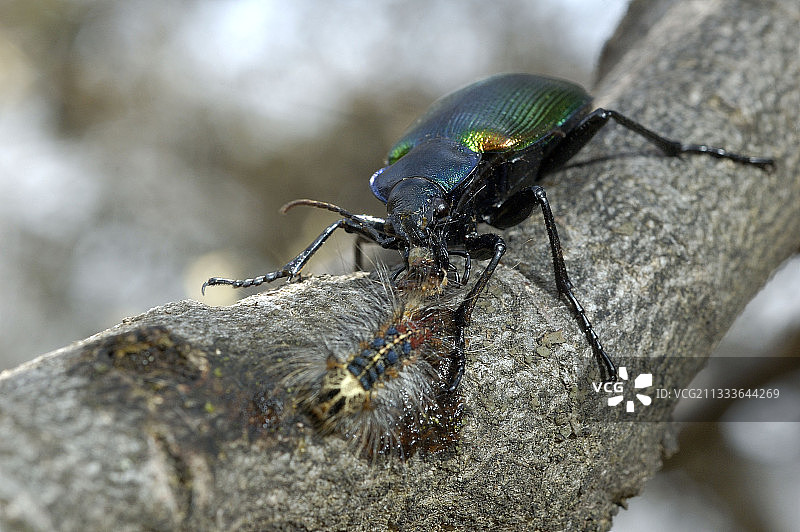 西班牙步甲捕食亚洲舞毒蛾幼虫图片素材