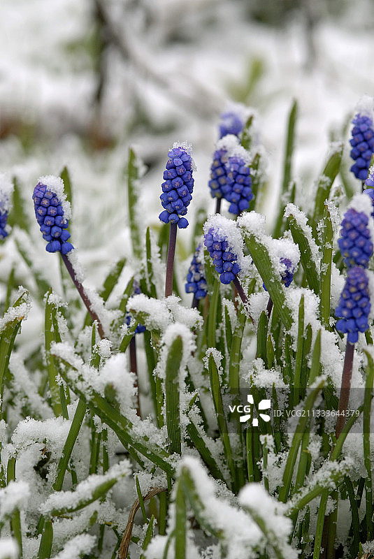 法国四月阵雨下的雪地风信子图片素材