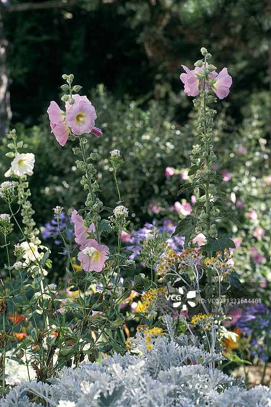 蜀葵花海图片素材
