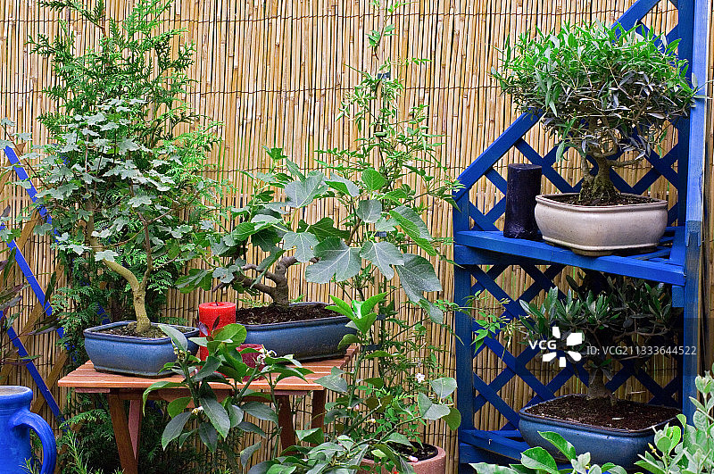 苗圃：Ltd. Pepinieres Jean Rey (F-83)图片素材