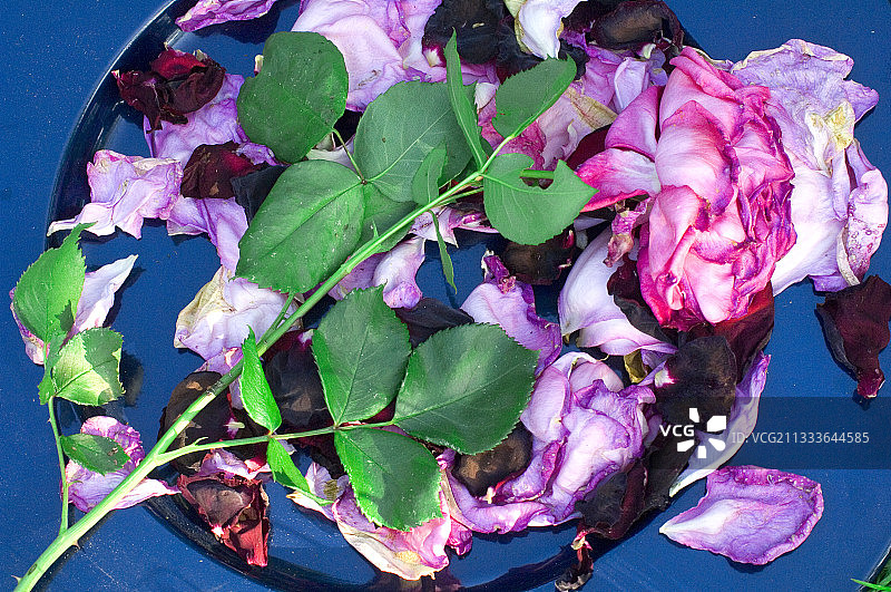 花园中盛开的玫瑰图片素材