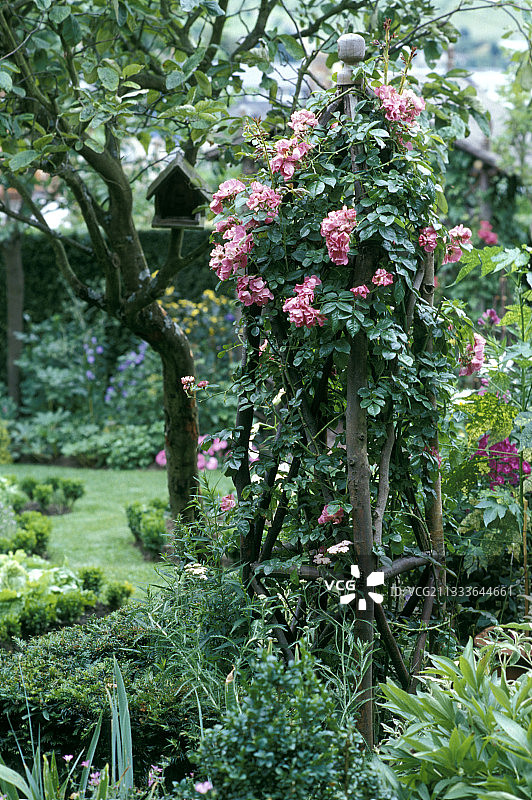 法国诺曼底木质网格上的攀援植物图片素材