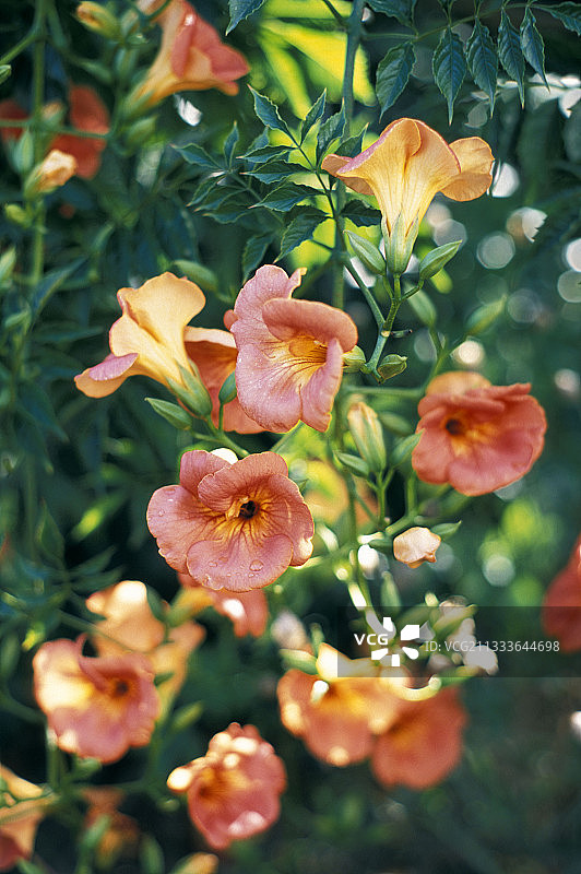 盛开的凌霄花，法国图片素材