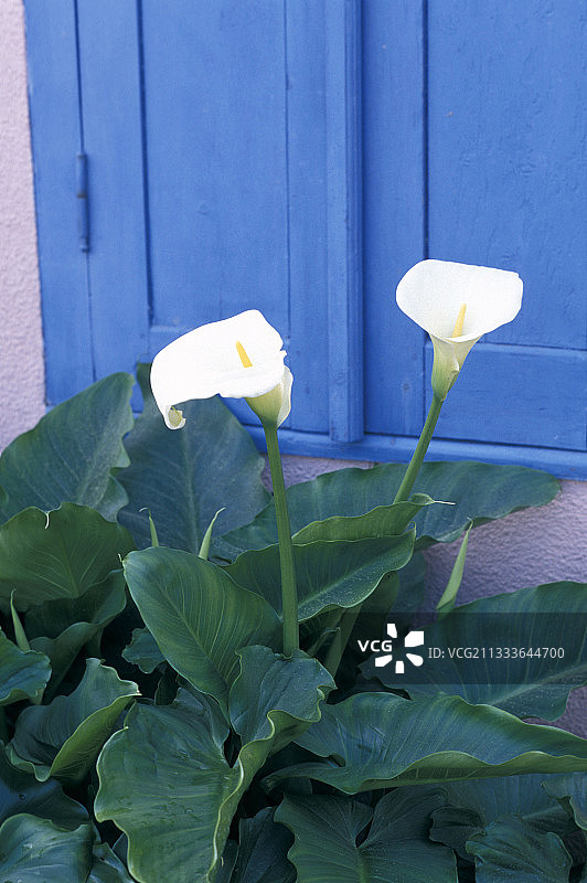 法国吉伦特省费雷角盛开的马蹄莲图片素材